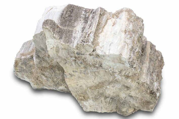 Petrified Wood Section with Sparkling Quartz - Arizona #305440